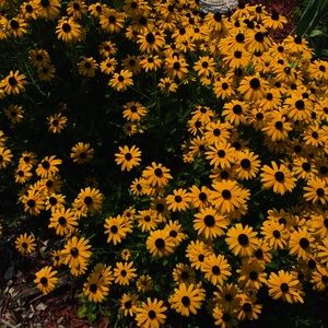 Meet your Posher, Alexa